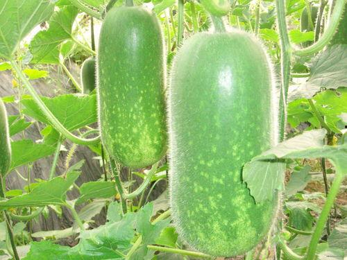 吃瓜岱岱文章网盘,热门内容一网打尽