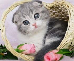 吃瓜网爆料绯红小猫