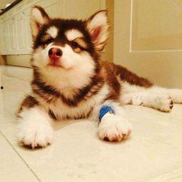 娱乐吃瓜酱阿姨卖小狗